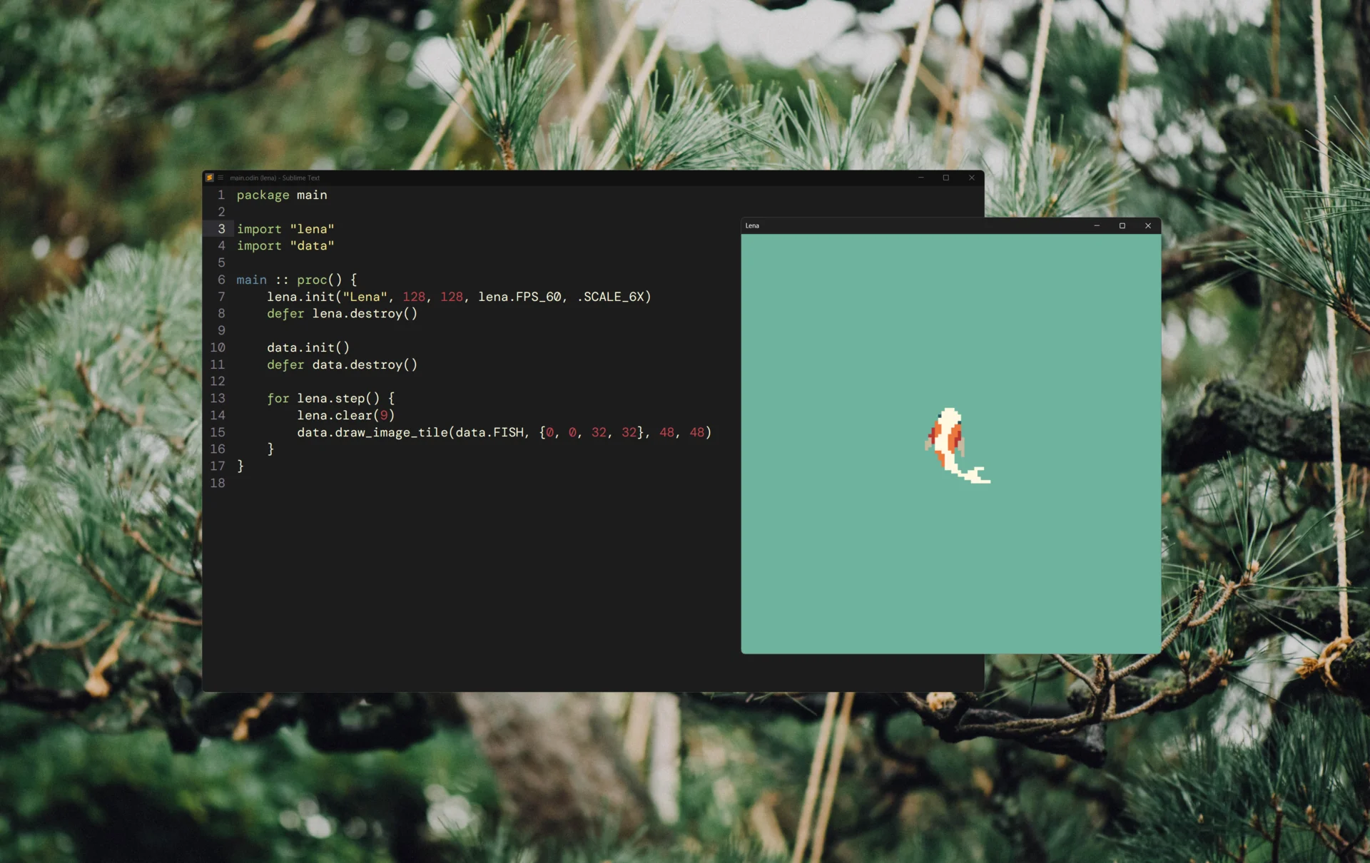 A screenshot showing a text editor with a simple Odin program using the Lena library. A second square window is the the running game, displaying a small pixel-art koi fish seen from above